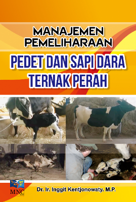 Manajemen Pemeliharaan Pedet dan Sapi Dara