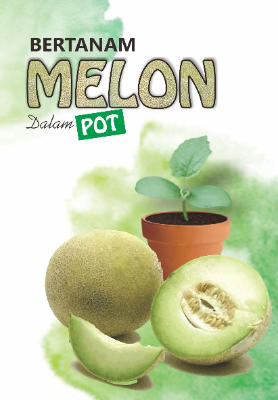Bertanam Melon Dalam Pot