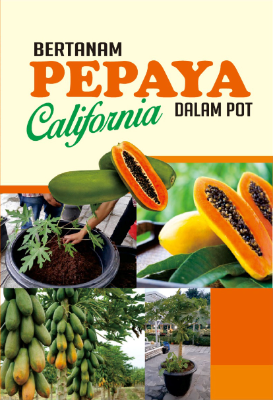 Bertanam Pepaya California Dalam Pot
