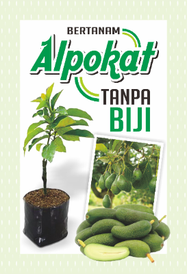 Bertanam Alpokat tanpa biji