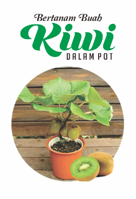 Bertanam buah Kiwi Dalam Pot