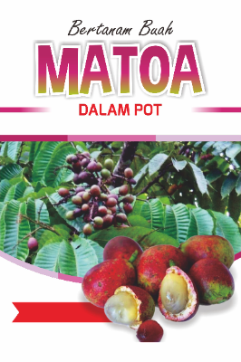 Bertanam Buah Matoa Dalam Pot