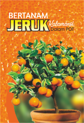 Bertanam Jeruk Kalamansi Dalam Pot