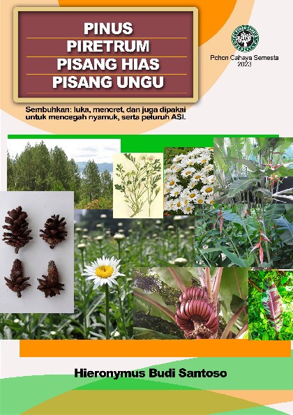 Pinus, piretrum, pisang hias, pisang ungu