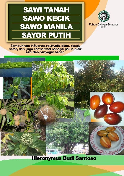 Sawi tanah, sawo kecik, sawo manila, sayor putih
