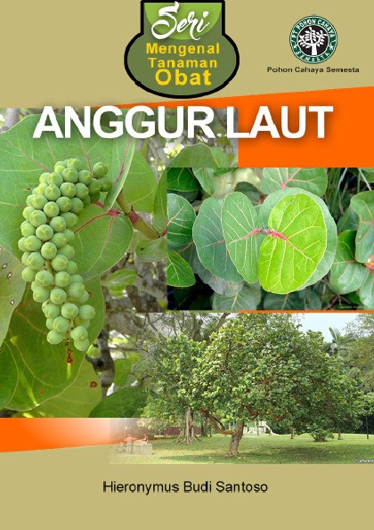 Seri Mengenal Tanaman Obat Anggur Laut