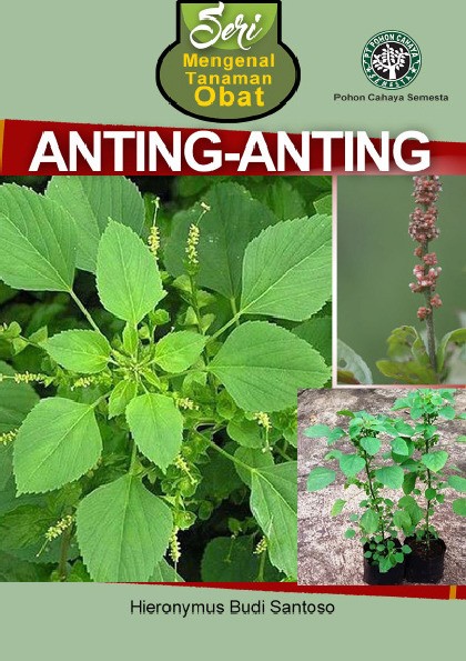 Seri Mengenal Tanaman Obat Anting-Anting