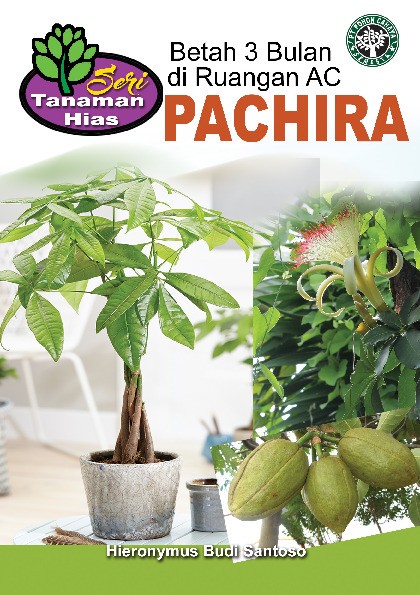 Pachira Betah 3 Bulan di Ruangan AC