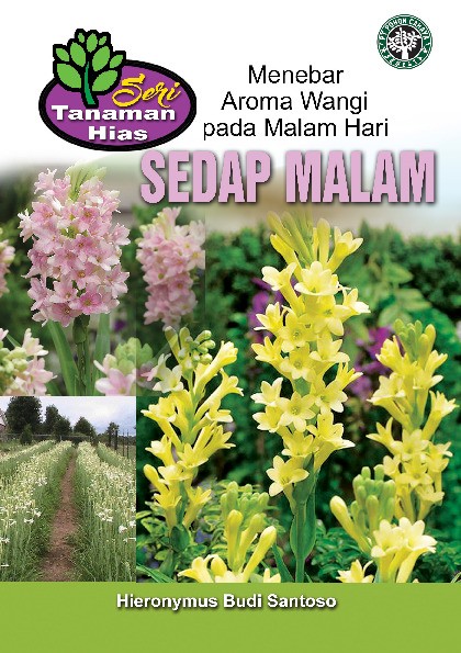 Sedap Malam Menebar Aroma Wangi pada Malam Hari