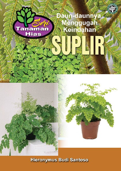 Seri Tanaman Hias; Suplir; Daun-daunnya Menggugah Keindahan